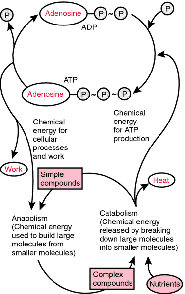 Adenosine monophosphate Adenosine monophosphate definition of adenosine monophosphate by