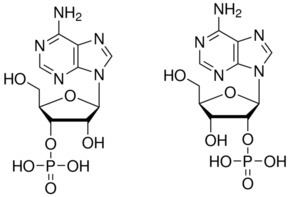 Adenosine monophosphate Adenosine 23monophosphate mixed isomers SigmaAldrich