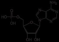 Adenosine monophosphate httpsuploadwikimediaorgwikipediacommonsthu