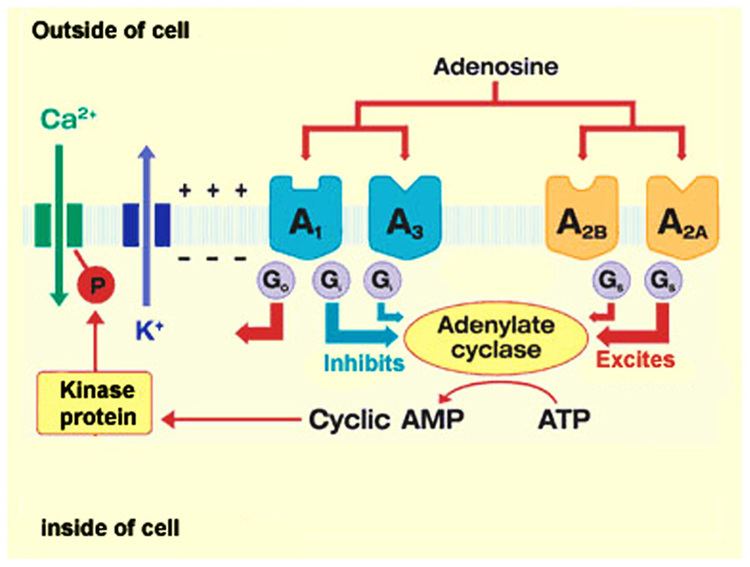 Adenosine receptor Frontiers An emerging role for adenosine and its receptors in bone