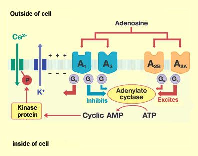 Adenosine receptor Caffeine competitively inhibits different adenosine receptors
