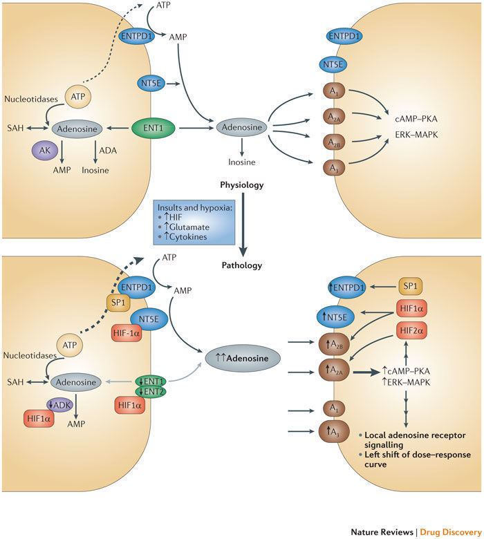Adenosine receptor Adenosine receptors as drug targets mdash what are the challenges