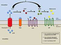 Adenosine receptor Adenosine receptor Wikipedia