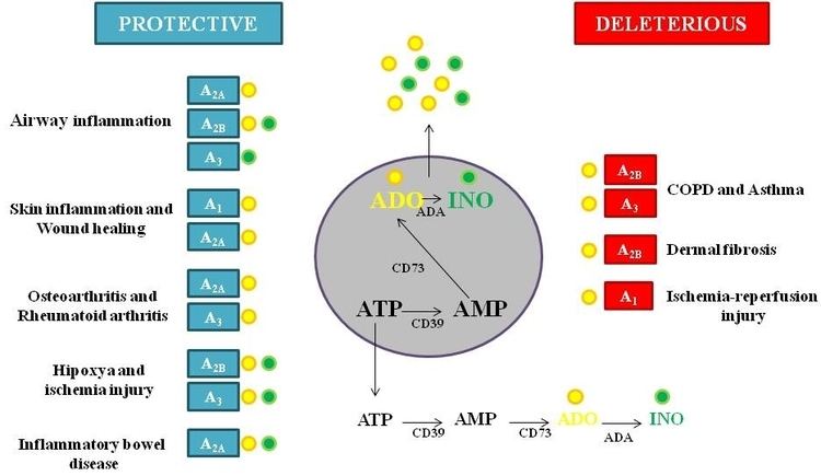 Adenosine receptor Pharmacology of Adenosine Receptors and Their Signaling Role in