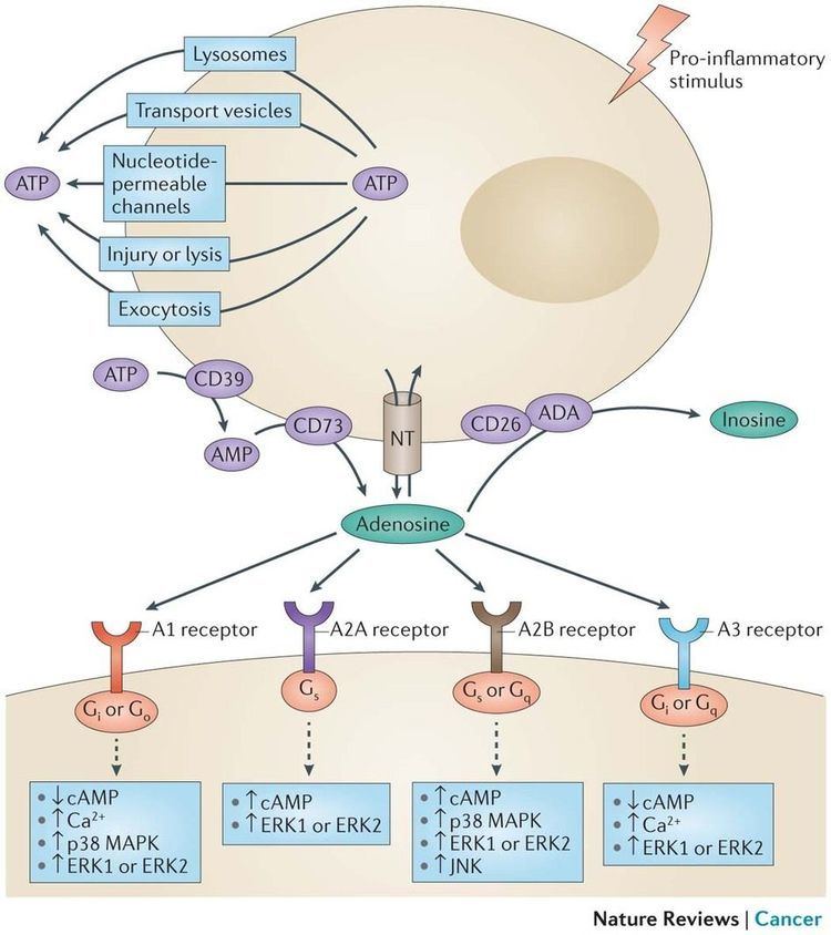 Adenosine receptor Adenosine and adenosine receptors Immunity inflammation and