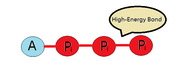 Adenosine triphosphate Energy and ATP Adenosine Triphosphate