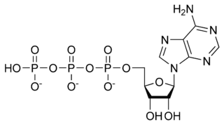 Adenosine triphosphate Adenosine triphosphate New World Encyclopedia