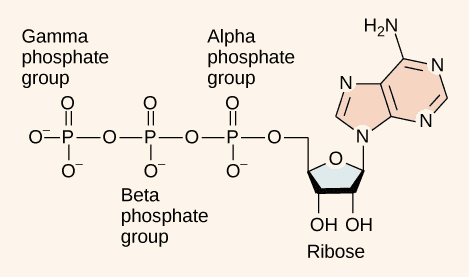 Adenosine triphosphate ATP Adenosine triphosphate video Khan Academy