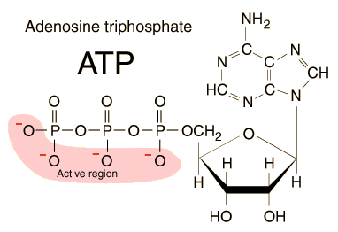 Adenosine triphosphate Adenosine Triphosphate