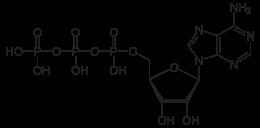 Adenosine triphosphate Adenosine triphosphate Wikipedia