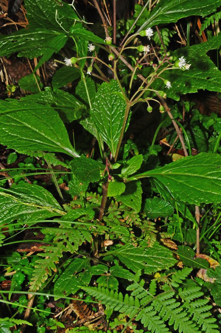 Adenostemma Adenostemma lavenia Asteraceae image 33814 at PhytoImagessiuedu