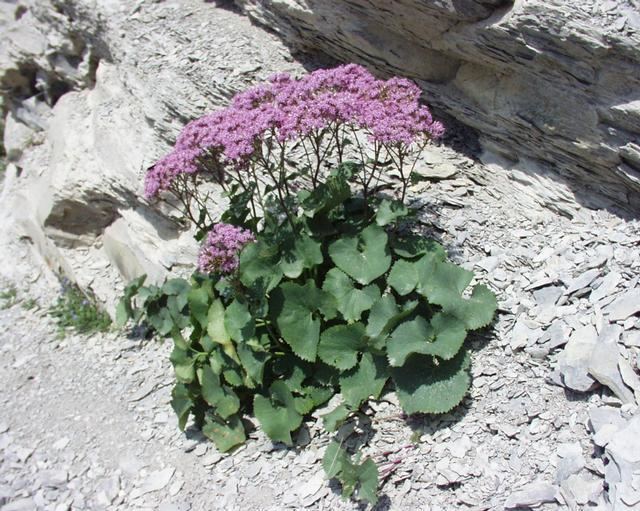 Adenostyles alpina Adenostyles alpina Alpine plantain Adenostyles glabra