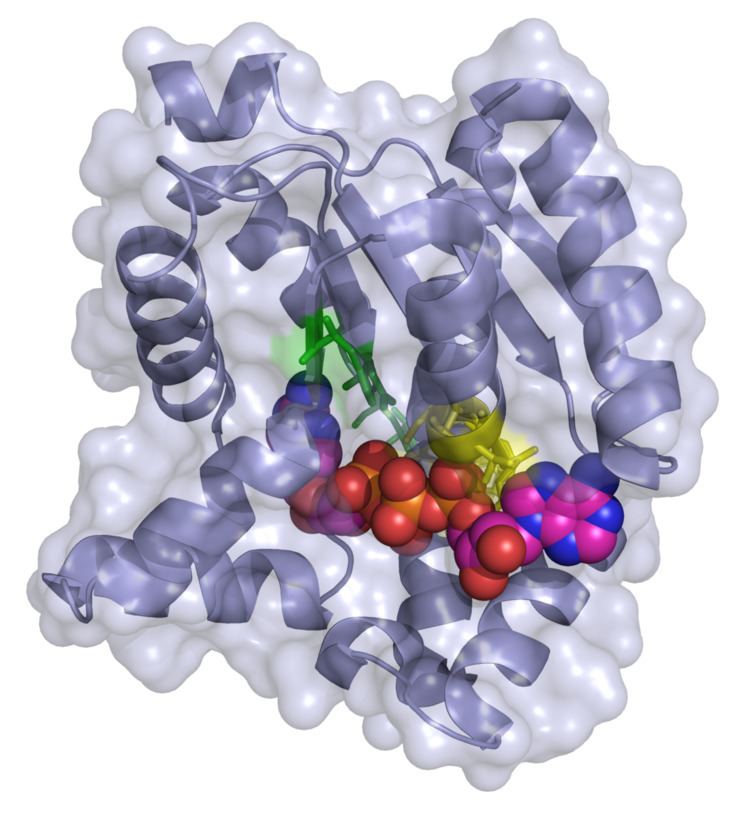 Adenylate kinase