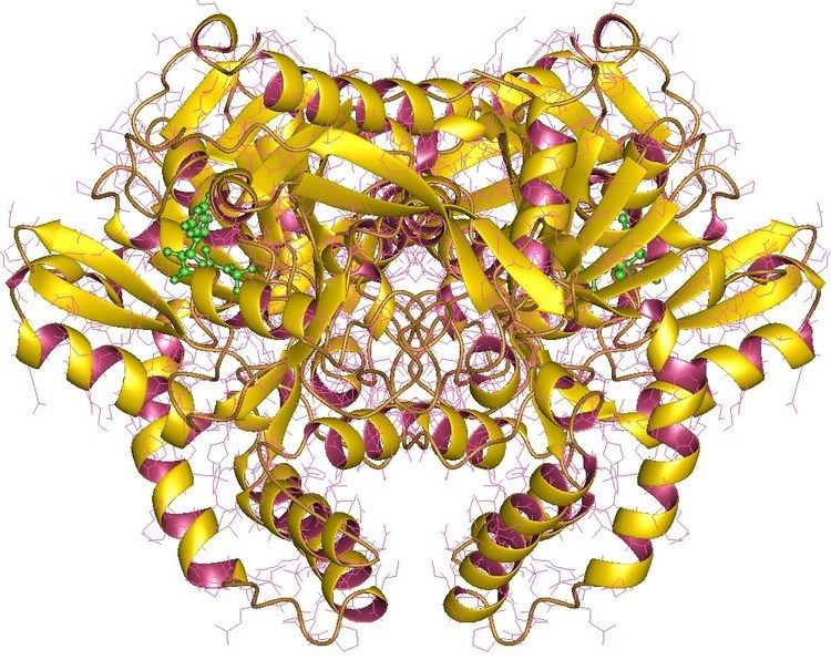 Adenylosuccinate synthase