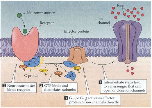 Adenylyl cyclase Regulation of Adenylyl Cyclases