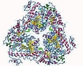 Adenylyl cyclase Adenylyl cyclase Wikipedia