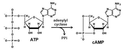 Adenylyl cyclase wwwproteopediaorgwikiimagesthumb223CAMPsy