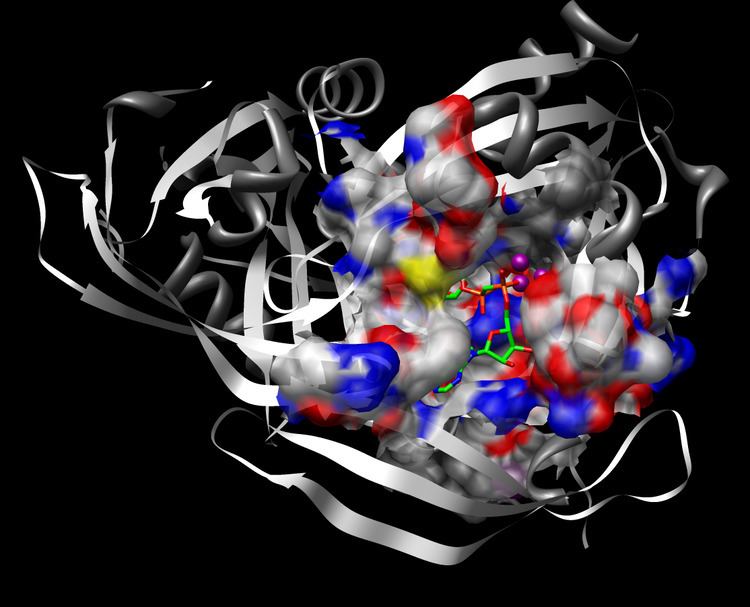 ADP-ribose diphosphatase