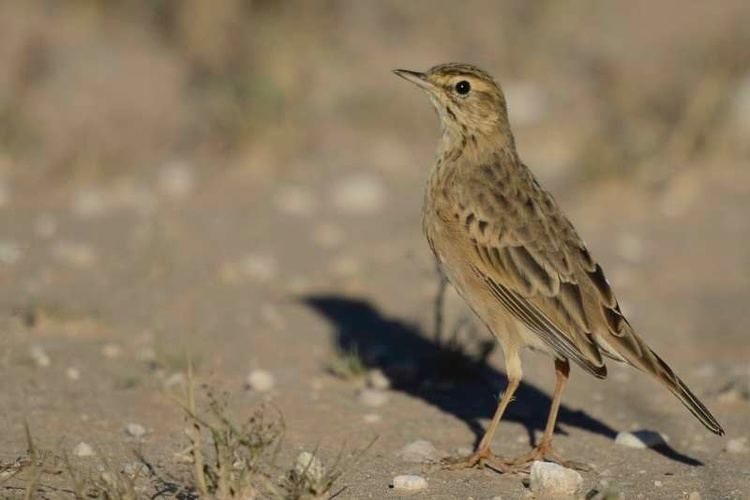 African pipit African Pipit