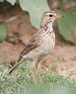 African pipit African pipit Wikipedia