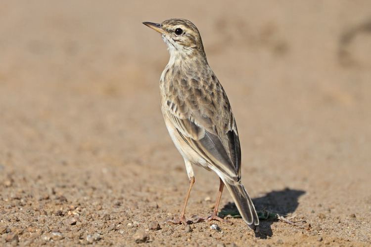 African pipit Stephen Burch39s Birding amp Dragonfly Website African Pipit