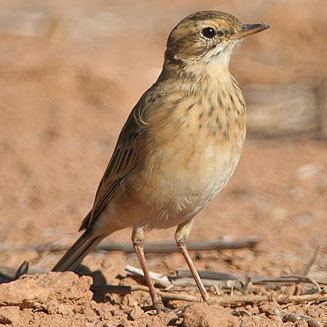 African pipit cinnamomeus African pipit Grassveld pipit