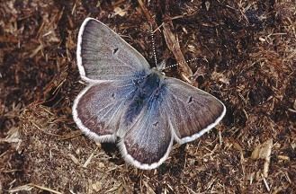 Agriades glandon Moths and Butterflies of Europe and North Africa