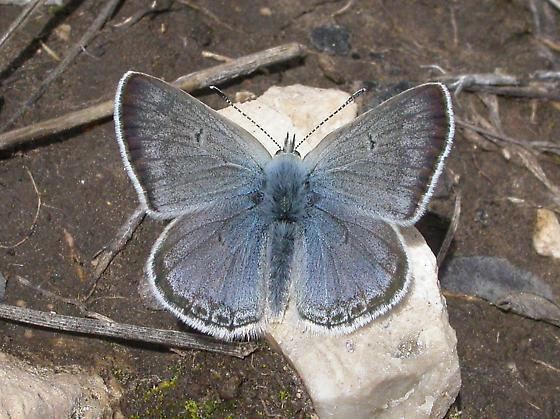 Agriades glandon Plebejus glandon Arctic blue butterfly Agriades glandon