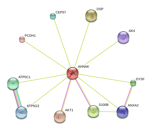 AHNAK AHNAK protein Homo sapiens STRING interaction network