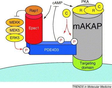 AKAP AKAP signaling complexes getting to the heart of the matter Trends