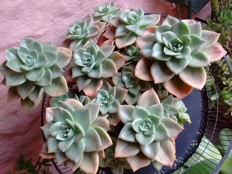 Albert Baines Graptoveria Albert Baines Graptopetalum Graptoveria Pinterest