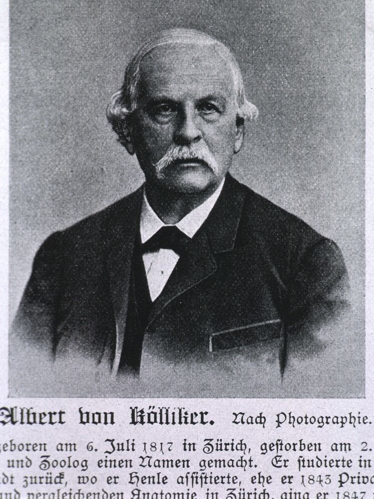 Albert von Kölliker Neurotree Albert von Klliker
