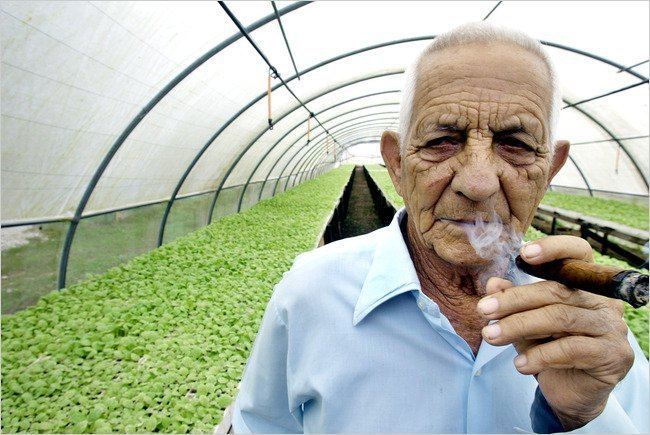 Alejandro Robaina Alejandro Robaina 91 Top Cuban Tobacco Grower Dies