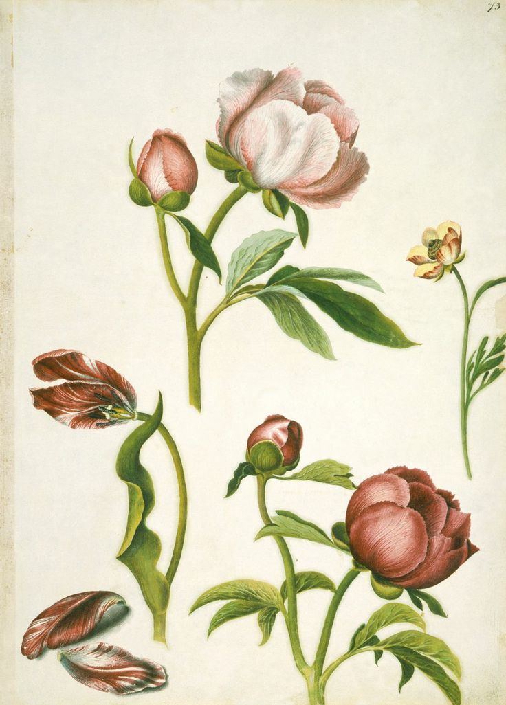 Alexander Marshal 42 best botanical images on Pinterest Botanical prints Botanical
