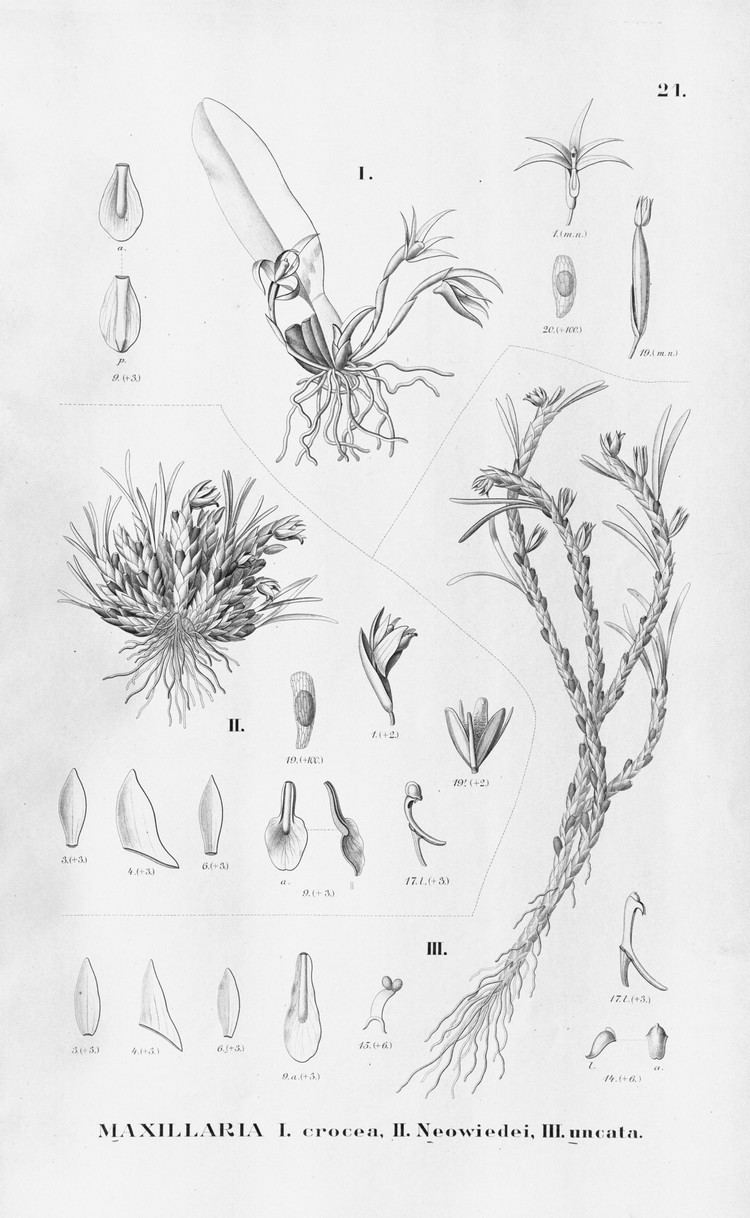Alfred Cogniaux FileAlfred Cogniaux Flora Brasiliensis vol 3 pt 6 Orchidaceae