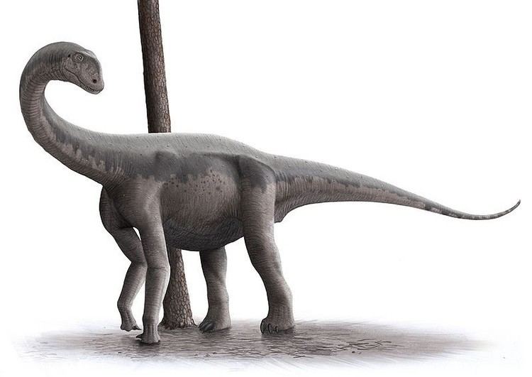 Algoasaurus imagesdinosaurpicturesorgdinosauriosaalgoasau