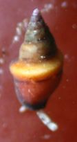 Alia (gastropod)