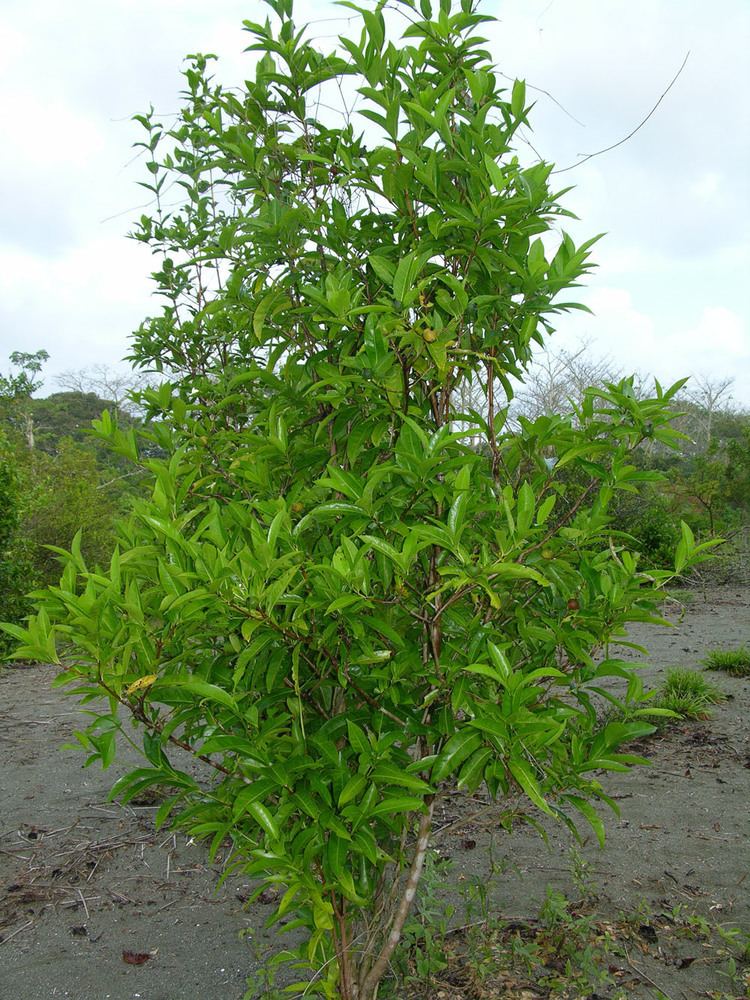 Alibertia edulis Alibertia edulis Useful Tropical Plants