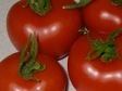 Alicante tomato
