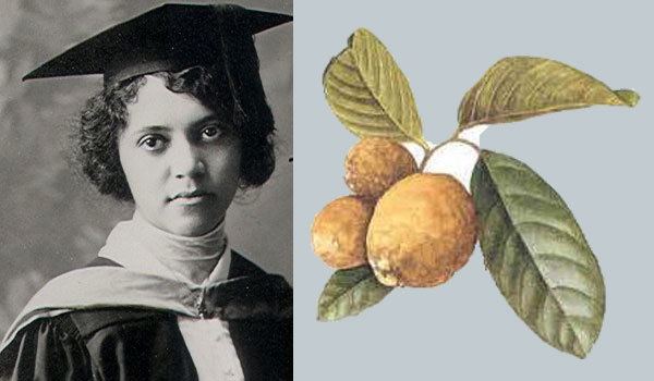 Alice Ball looking serious with curly hair and wearing a graduation gown and a black cap on the left and a chaulmoogra herb which she discovered effective in treating leprosy on the right