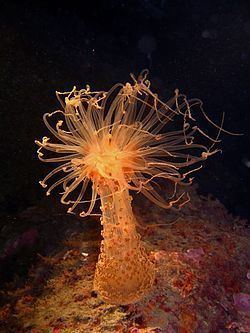 Alicia (sea anemone) httpsuploadwikimediaorgwikipediacommonsthu