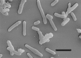 Alicyclobacillus Home Alicyclobacillus acidocaldarius subsp acidocaldarius DSM 446