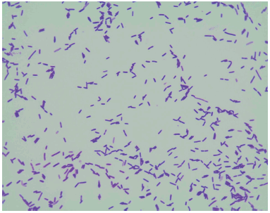 Alicyclobacillus wwwscieloorgarimgrevistasramv43n1a13fig1gif