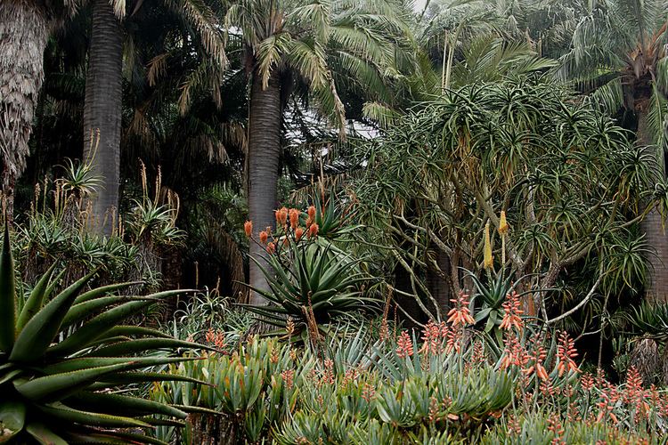 Alien Garden Alien garden Aloe Garden at Ganna Walska Lotusland Santa B Flickr