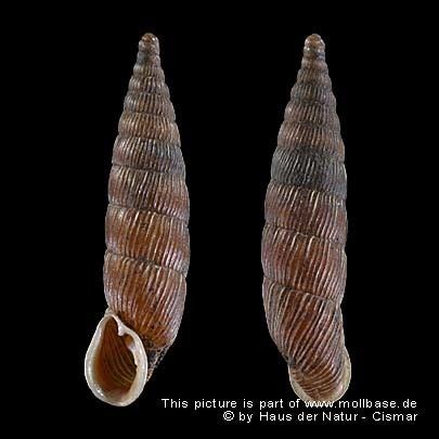 Alinda biplicata Molluscs of central Europe gt Balea Alinda biplicata Montagu 1803