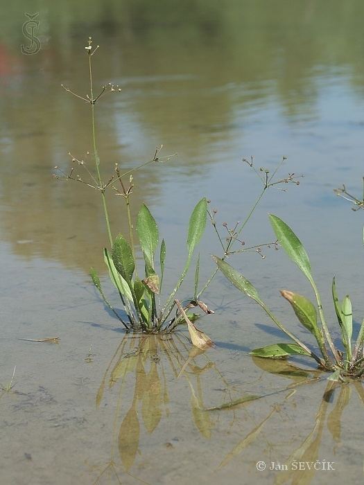 Alisma gramineum Image Alisma gramineum Ribbonleaved Waterplantain BioLibcz