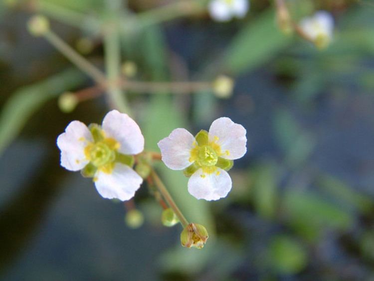 Alisma gramineum Alisma gramineum narrowleaved waterplantain Go Botany