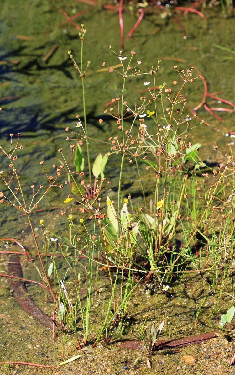 Alisma gramineum Alisma gramineum Lej Checklist View