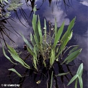 Alisma lanceolatum Alisma lanceolatum With Narrowleaved Waterplantain Flora of