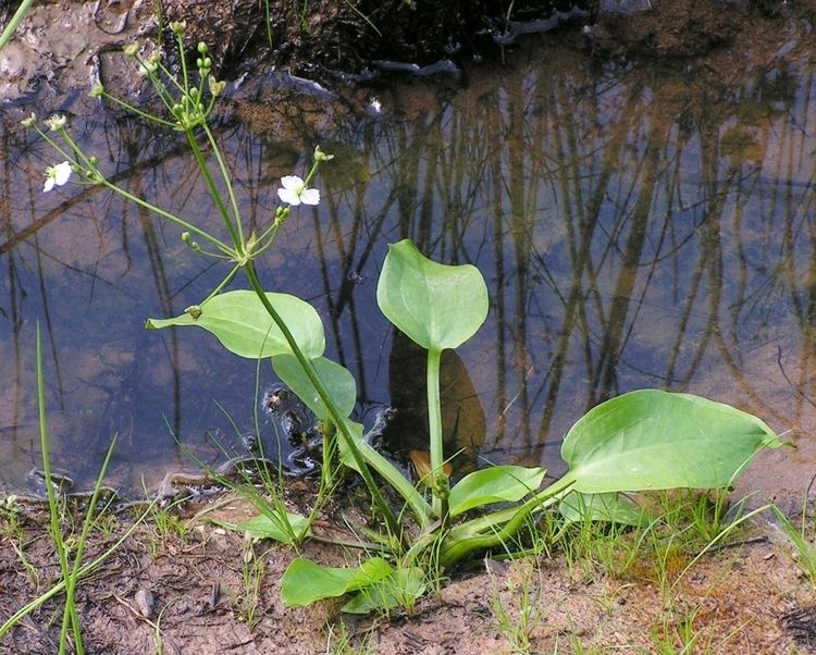 Alisma plantago-aquatica FileAlisma plantagoaquatica20090812 259jpg Wikimedia Commons